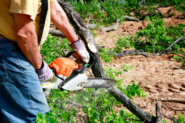 The Steps Involved in Our Tree Care Process in Liberty, PA